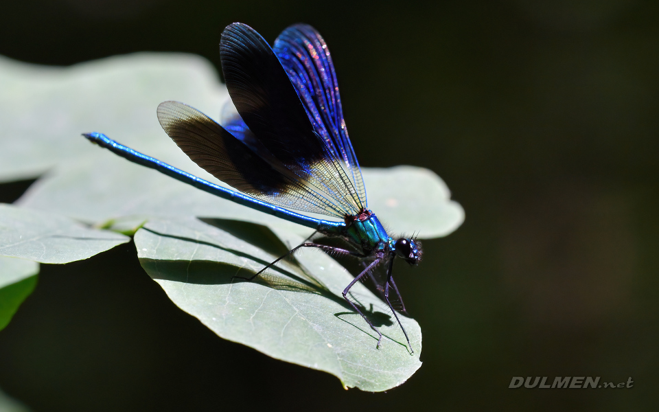 Banded demoiselle (male, Calopteryx splendens)